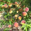 Tropic Snow Peach Plant - 2-3 Ft Peach Fruit Tree - Prunus Persica