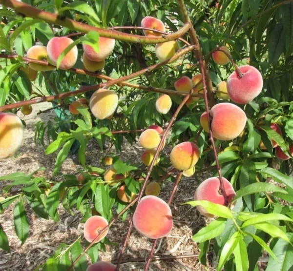 Tropic Snow Peach Plant - 2-3 Ft Peach Fruit Tree - Prunus Persica