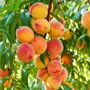 Tropic Snow Peach Plant - 2-3 Ft Peach Fruit Tree - Prunus Persica