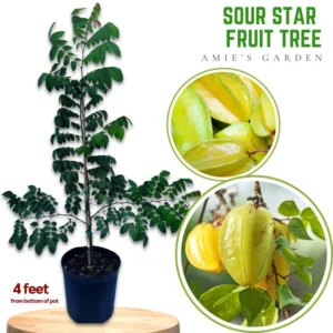SOUR Star Fruit Tree Live Plant - 3 Feet Tall - 3 Gallon Pot Tropical Delight - Not Ship CA