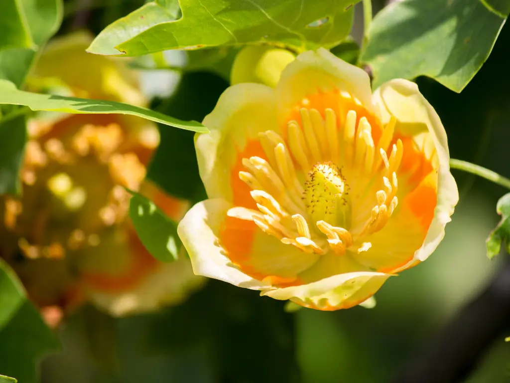Close-up of Tulip Poplar flowers showing yellow and orange petals with a central stamen.