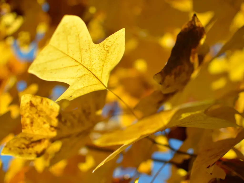 Golden-yellow leaves of a Tulip Poplar tree in fall.