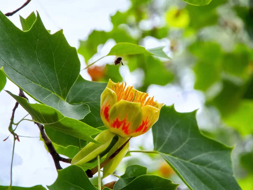 Tulip Poplar tree with vibrant yellow and orange flowers in spring against a clear blue sky.