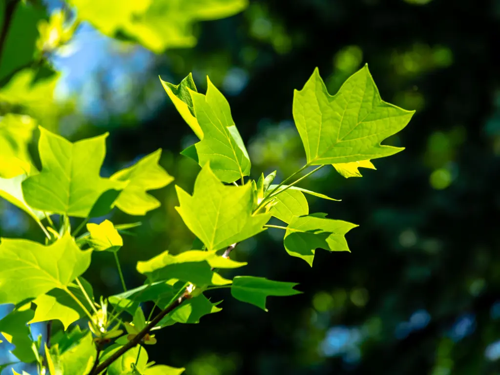 Tulip Poplar in summer