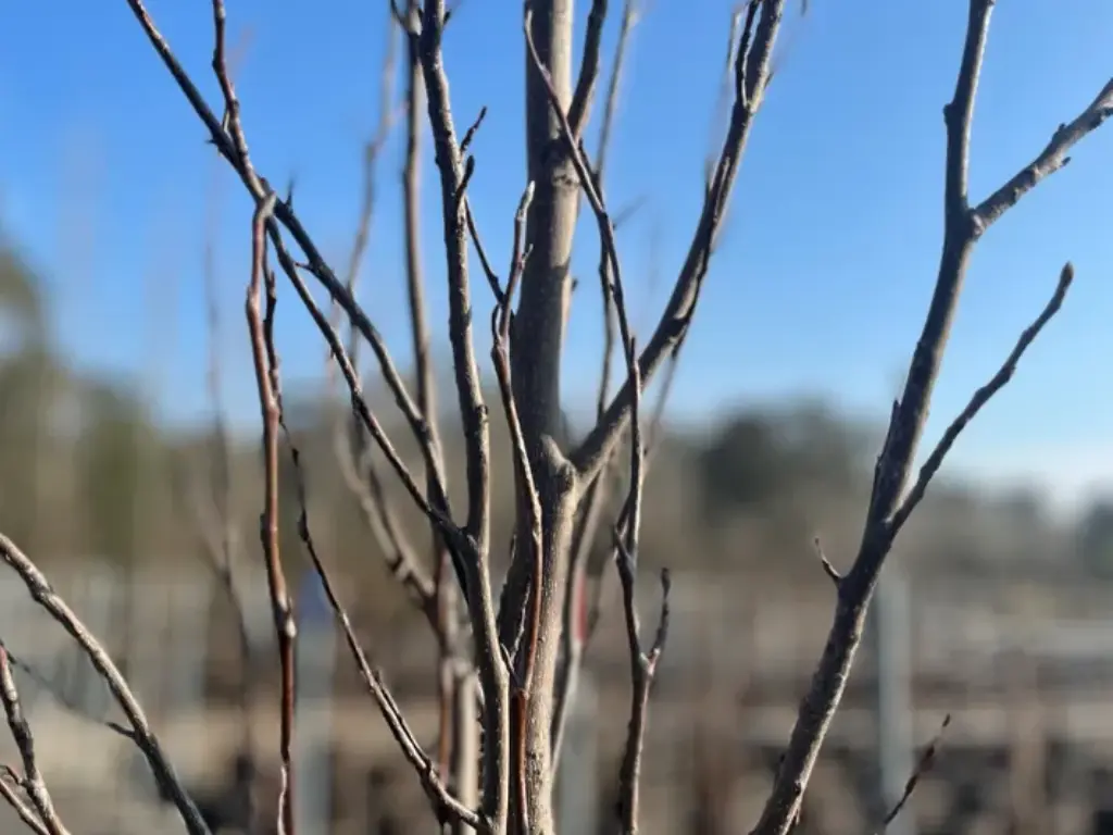 Bare Tulip Poplar branches against a bright blue winter sky.