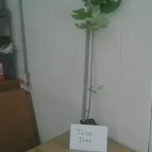 Tulip Tree Sapling - 6-12 Inch Qt Pot - Shade Tree