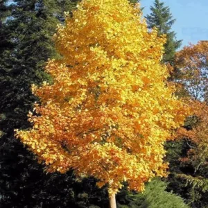 Tulip Tree Sapling - 6-12 Inch Qt Pot - Shade Tree