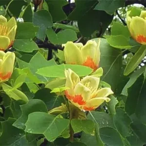 Tulip Tree Sapling - 6-12 Inch Qt Pot - Shade Tree