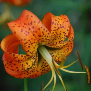 Turk's Cap Lily Bulbs - Lily Superbum - Pack of 5 - Flowering Wildflower