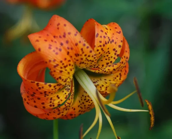 Turk's Cap Lily Bulbs - Lily Superbum - Pack of 5 - Flowering Wildflower