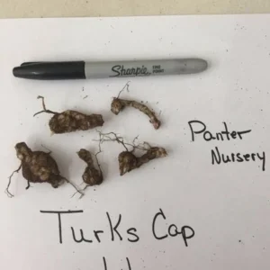 Turk's Cap Lily Bulbs - Lily Superbum - Pack of 5 - Flowering Wildflower