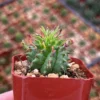 Twisted Euphorbia Cactus Live Plant - Spiral Succulent in 2'' Pot - Rare Find