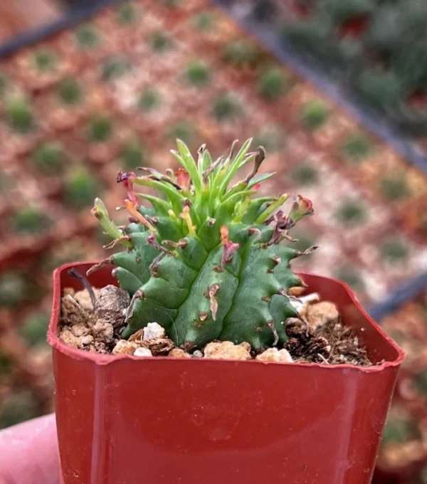 Twisted Euphorbia Cactus Live Plant - Spiral Succulent in 2'' Pot - Rare Find