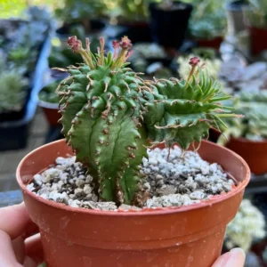 Twisted Euphorbia Cactus Live Plant - Spiral Succulent in 2'' Pot - Rare Find