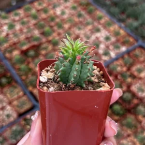 Twisted Euphorbia Cactus Live Plant - Spiral Succulent in 2'' Pot - Rare Find