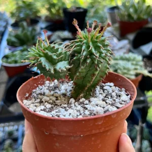 Twisted Euphorbia Cactus Live Plant - Spiral Succulent in 2'' Pot - Rare Find
