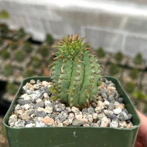 Twisted Euphorbia Cactus Live Plant - Spiral Succulent in 2'' Pot - Rare Find