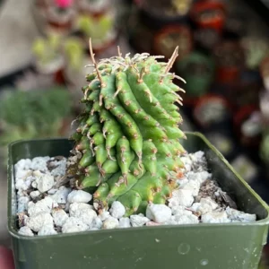 Twisted Euphorbia Cactus Live Plant - Spiral Succulent in 2'' Pot - Rare Find