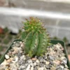 Twisted Euphorbia Cactus Live Plant - Spiral Succulent in 2'' Pot - Rare Find