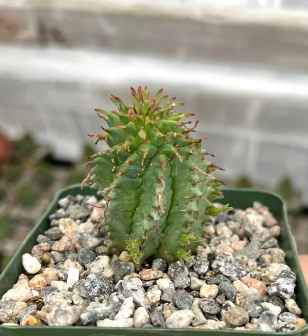Twisted Euphorbia Cactus Live Plant - Spiral Succulent in 2'' Pot - Rare Find