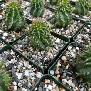 Twisted Euphorbia Cactus Live Plant - Spiral Succulent in 2'' Pot - Rare Find