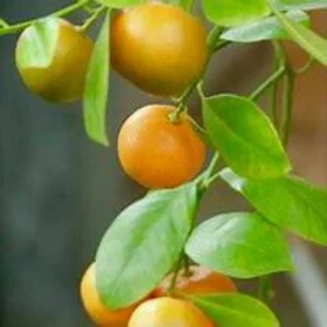 Vernia Orange Tree - Live Grafted - 2 to 3 Ft Tall - Potted Orange Tree - Not Ship CA