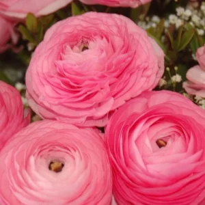 Ranunculus Pink Shade Bulbs - 25 Jumbo Flower Bulbs - Buy 5 Get 1 Free - Pink