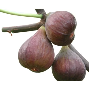Fig Plant Lattarula - Live Fig Tree Starter Plant - Rare Italian Honey Figs