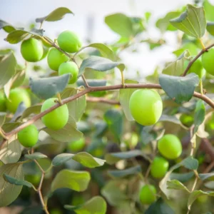 Thailan Green Apple Jujube Plant Tree - 2-3 ft Tall - 3 Gal Pot