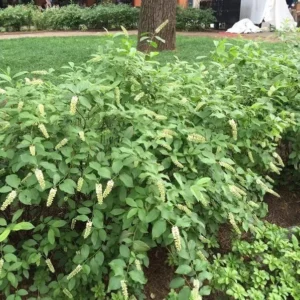 Itea Henry's Garnet Sweetspire Plant 6-12 Inch Potted Shrub