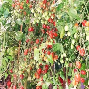 Grape Tomato Seeds - Sweet Vine Tomatoes Exotic Fruit Vegetable Plant - 100 Seeds