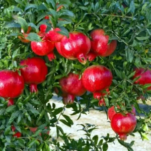 Pomegranate Tree Punica Granatum Plant - 1-2 ft Tall - 6 inch Pot