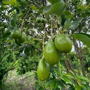 Edranol Avocado Tree - 1 ft Grafted Fruit Tree - Ships in Bag