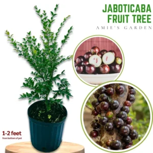 Jaboticaba Fruit Tree - 3 Gallon 2 Feet Live Plant - Exotic Brazilian Fruit Tree for Home Gardens - Not Ship CA