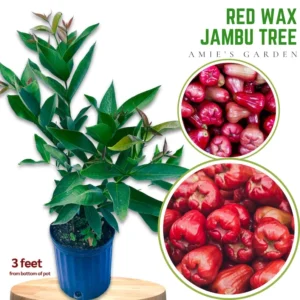 Red Wax Jambu Tree - Live Plant - 3 Gallon 2 to 3 Feet - Home Garden Ready - Not Ship CA