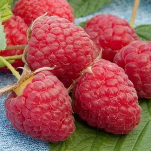 Heritage Red Raspberry Plant - 2 Bare Root Plants - NON GMO - Buy More Save More