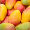 Valencia Mango Tree - Live Plant 3 Feet Tall - Sweet Juicy Fruit - Not Ship CA