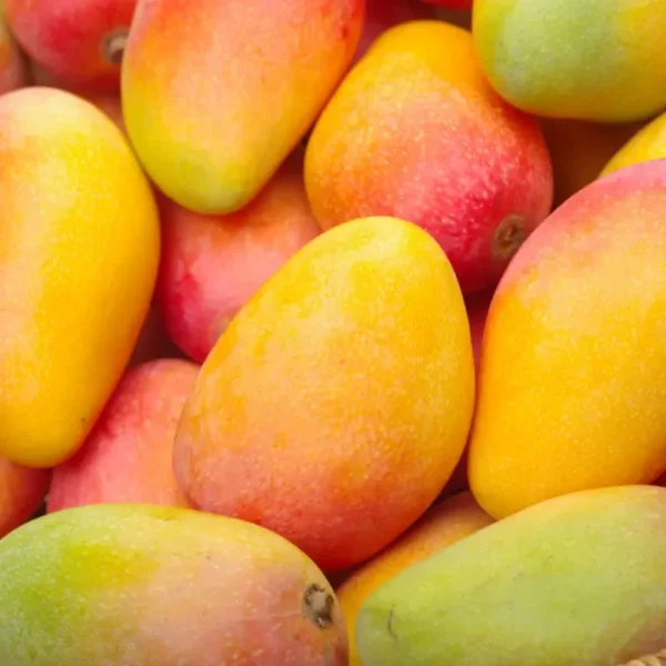 Valencia Mango Tree - Live Plant 3 Feet Tall - Sweet Juicy Fruit - Not Ship CA