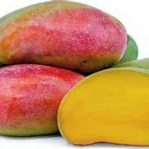 Valencia Mango Tree - Live Plant 3 Feet Tall - Sweet Juicy Fruit - Not Ship CA