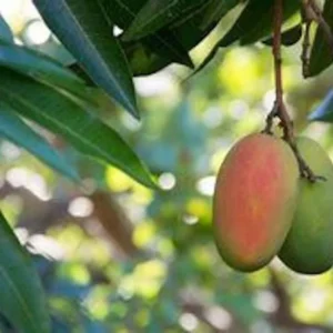 Valencia Mango Tree - Live Plant 3 Feet Tall - Sweet Juicy Fruit - Not Ship CA