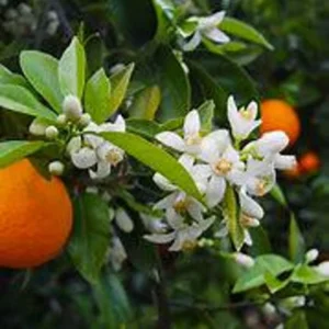 Valencia Orange Tree - Live Plant 2 Feet Tall in 1/2 Gallon Pot - Garden Ready - Not Ship CA
