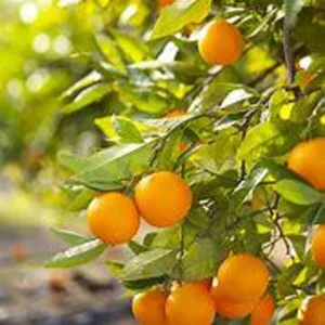 Valencia Orange Tree - Live Plant 2 Feet Tall in 1/2 Gallon Pot - Garden Ready - Not Ship CA