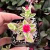 Variegated Baby Sun Rose Ice Plant Pink Succulent 2in Pot Rare Ground Cover