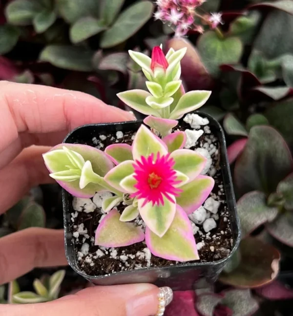 Variegated Baby Sun Rose Ice Plant Pink Succulent 2in Pot Rare Ground Cover