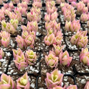 Variegated Baby Sun Rose Ice Plant Pink Succulent 2in Pot Rare Ground Cover