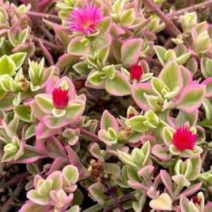 Variegated Baby Sun Rose Ice Plant Pink Succulent 2in Pot Rare Ground Cover