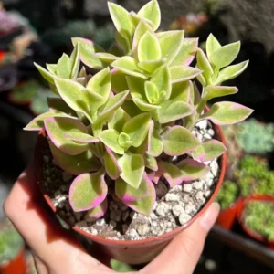 Variegated Baby Sun Rose Ice Plant Pink Succulent 2in Pot Rare Ground Cover