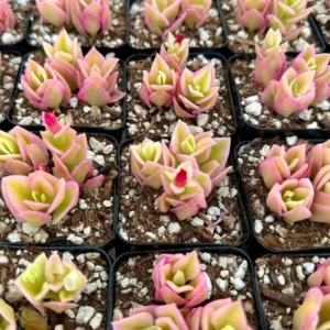 Variegated Baby Sun Rose Ice Plant Pink Succulent 2in Pot Rare Ground Cover