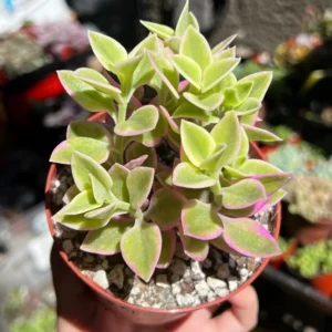 Variegated Baby Sun Rose Ice Plant Pink Succulent 2in Pot Rare Ground Cover