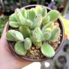 Variegated Bear's Paw Succulent- Cotyledon Tomentosa - Potted Plant 4 inch - Cute Indoor Plant